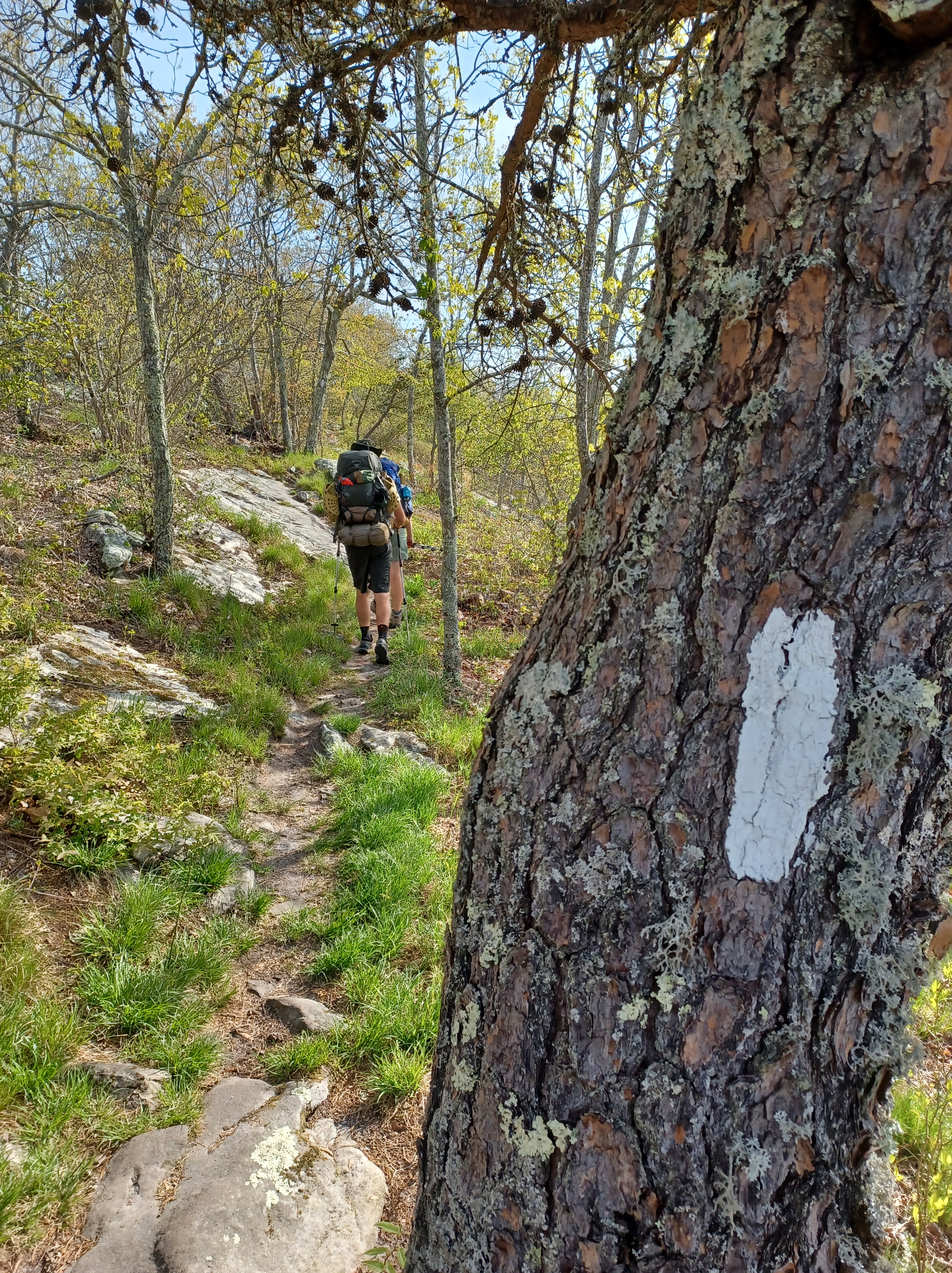 Virginia’s Triple Crown