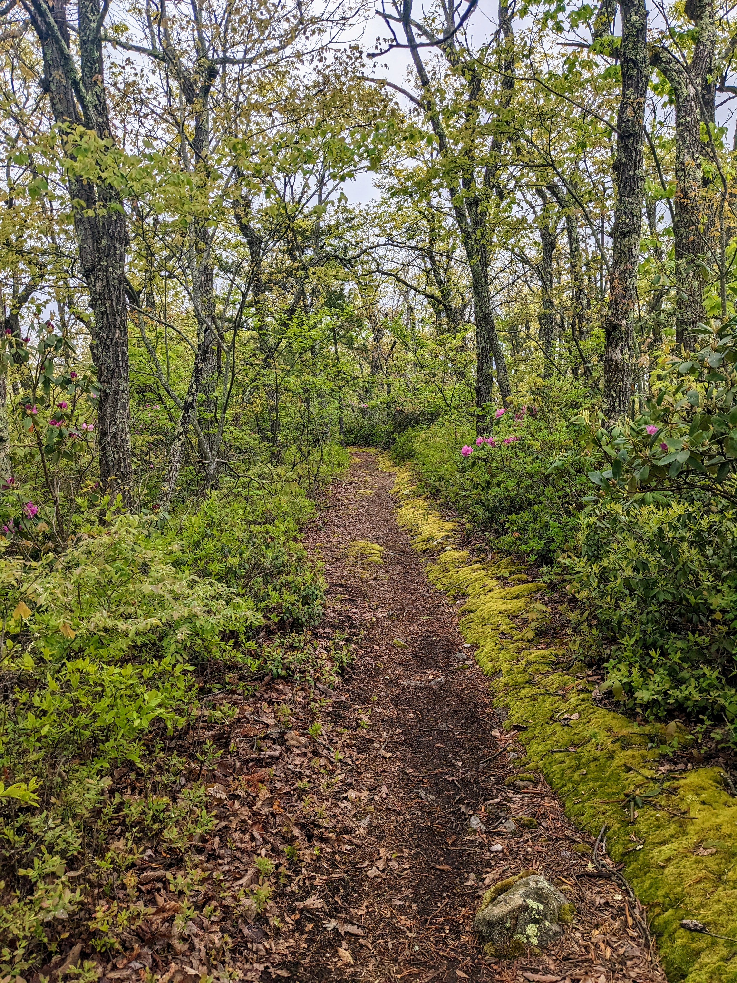 Snapshots of April: Two months of thru-hiking the Appalachian Trail