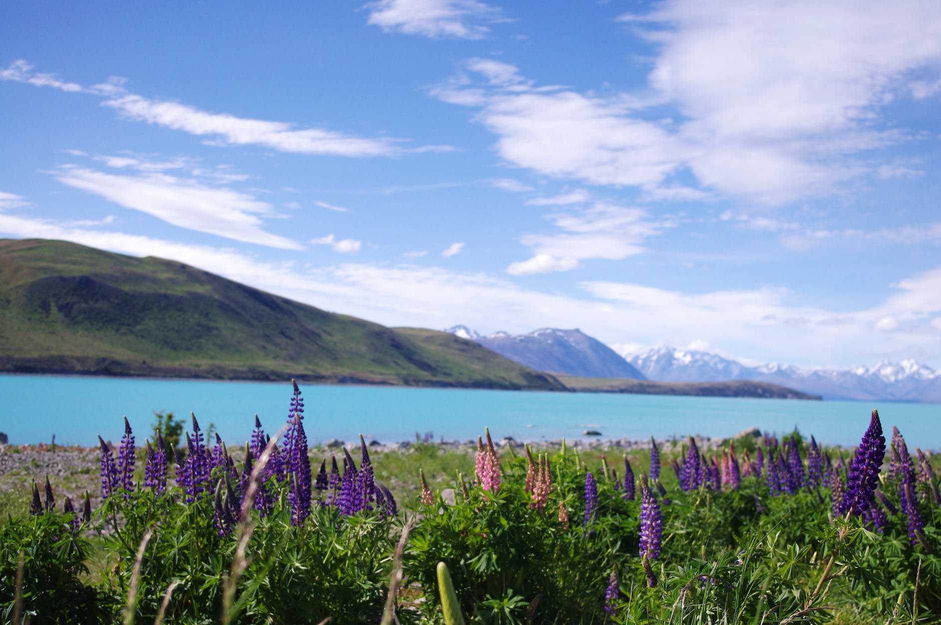purple lavender by the lake
